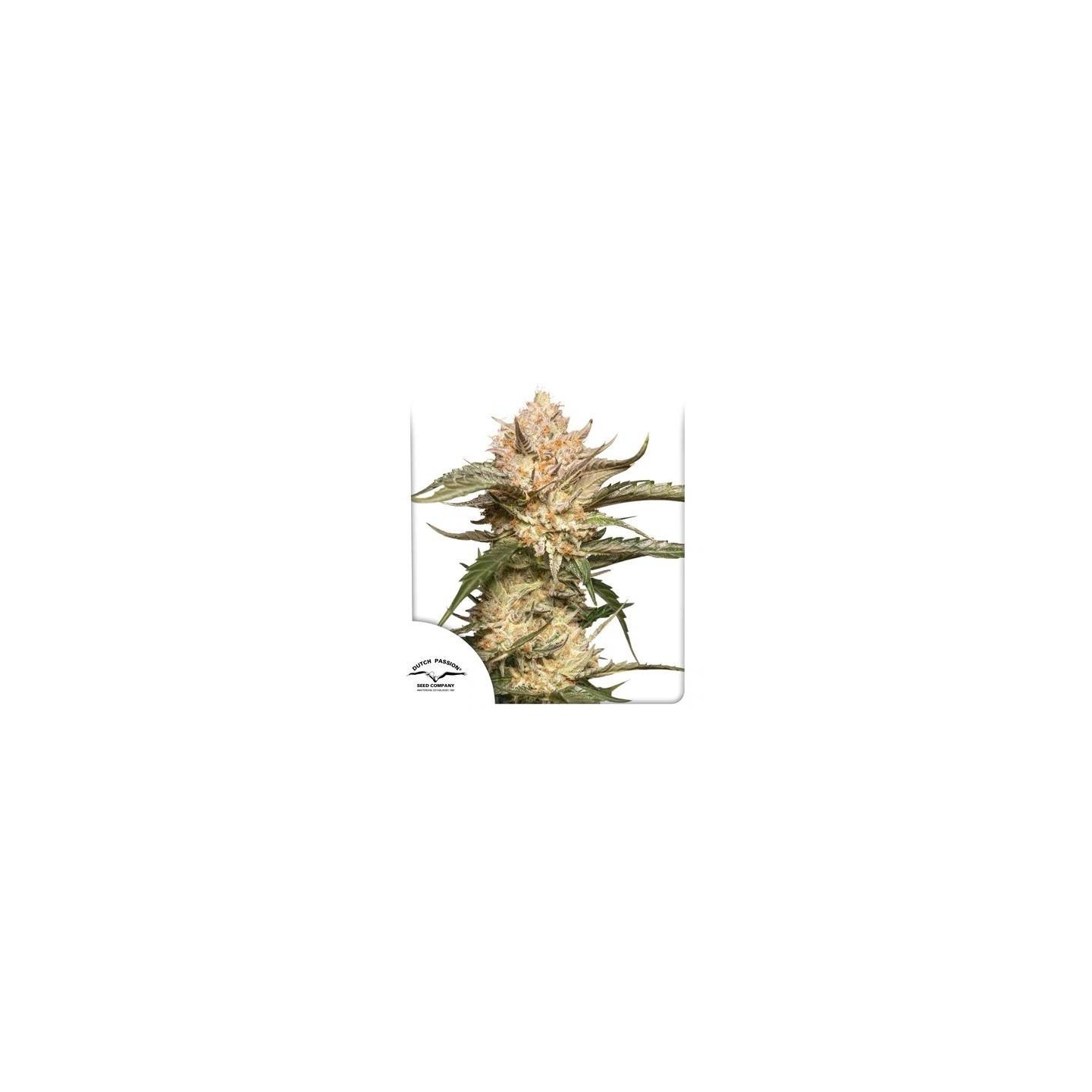 Auto Trichome & Cream