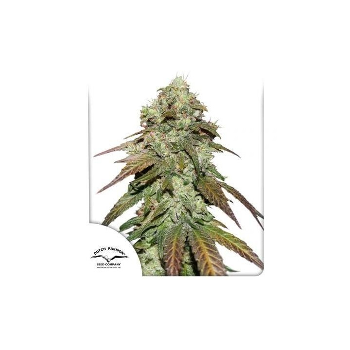 CBD Mazar