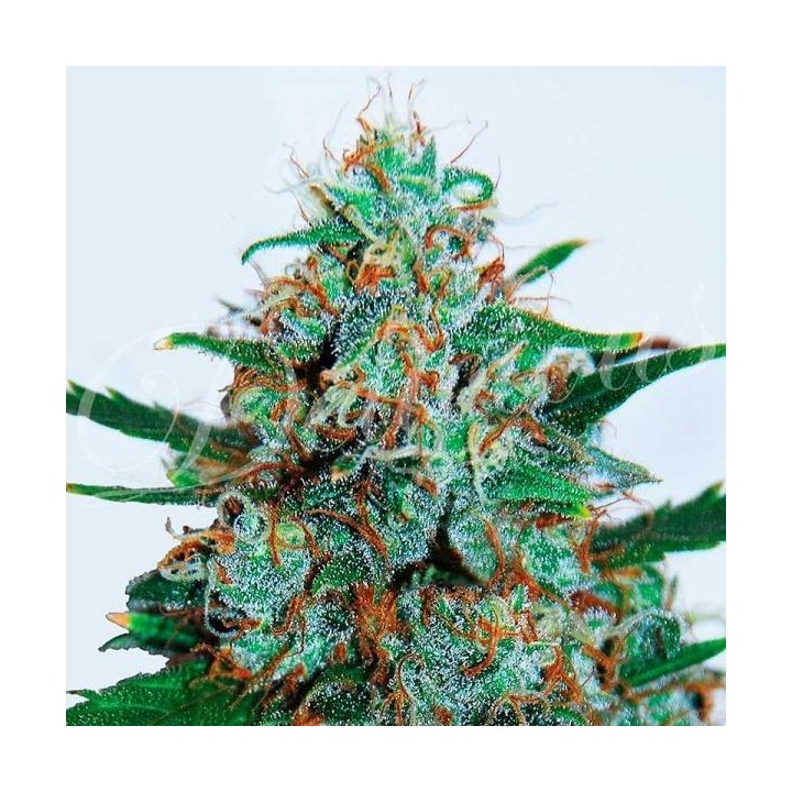Critical Neville Haze Auto