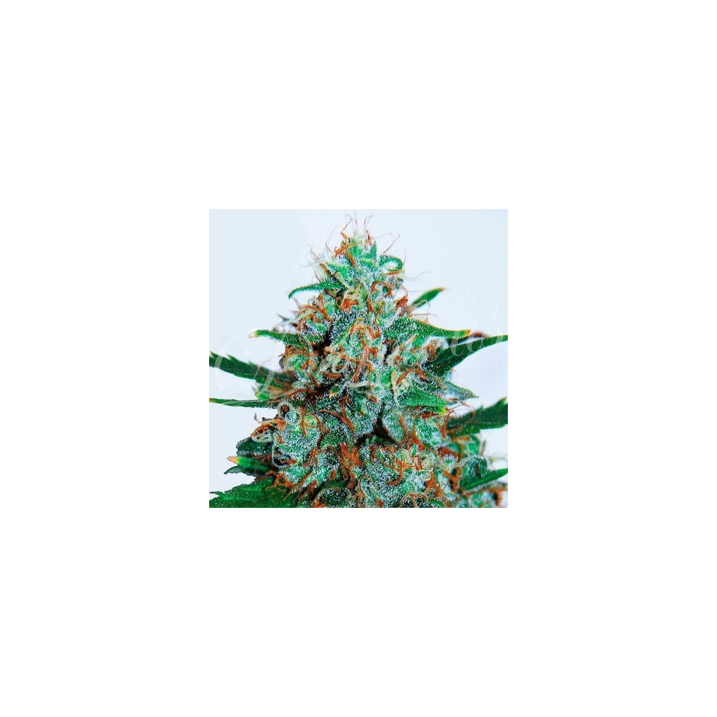 Critical Neville Haze Auto