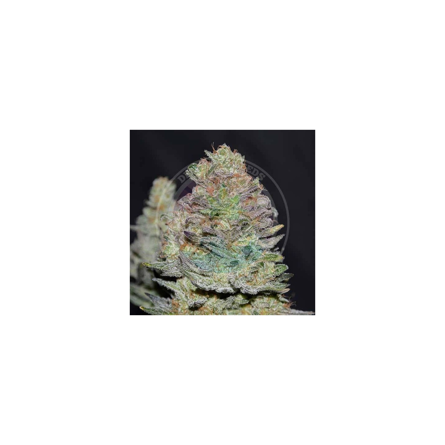 Delicious Cookies Auto