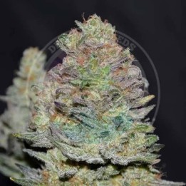 Delicious Cookies (SATIVA LINE)