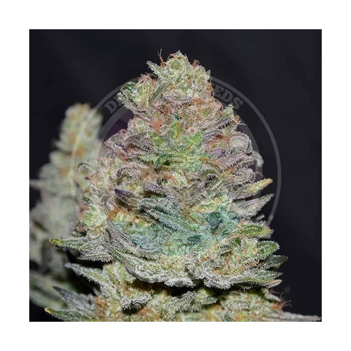 Delicious Cookies (SATIVA LINE)