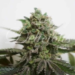 Delimed CBD Plus