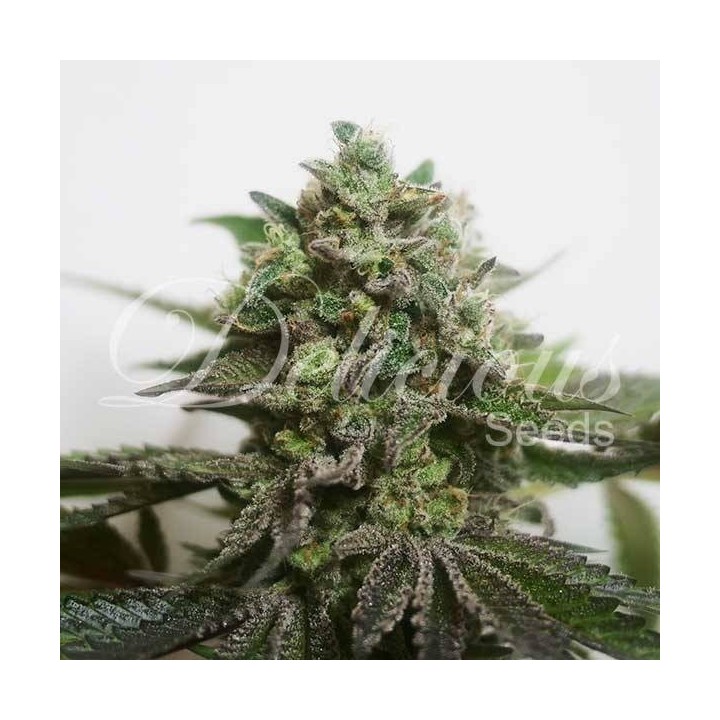 Delimed CBD Plus