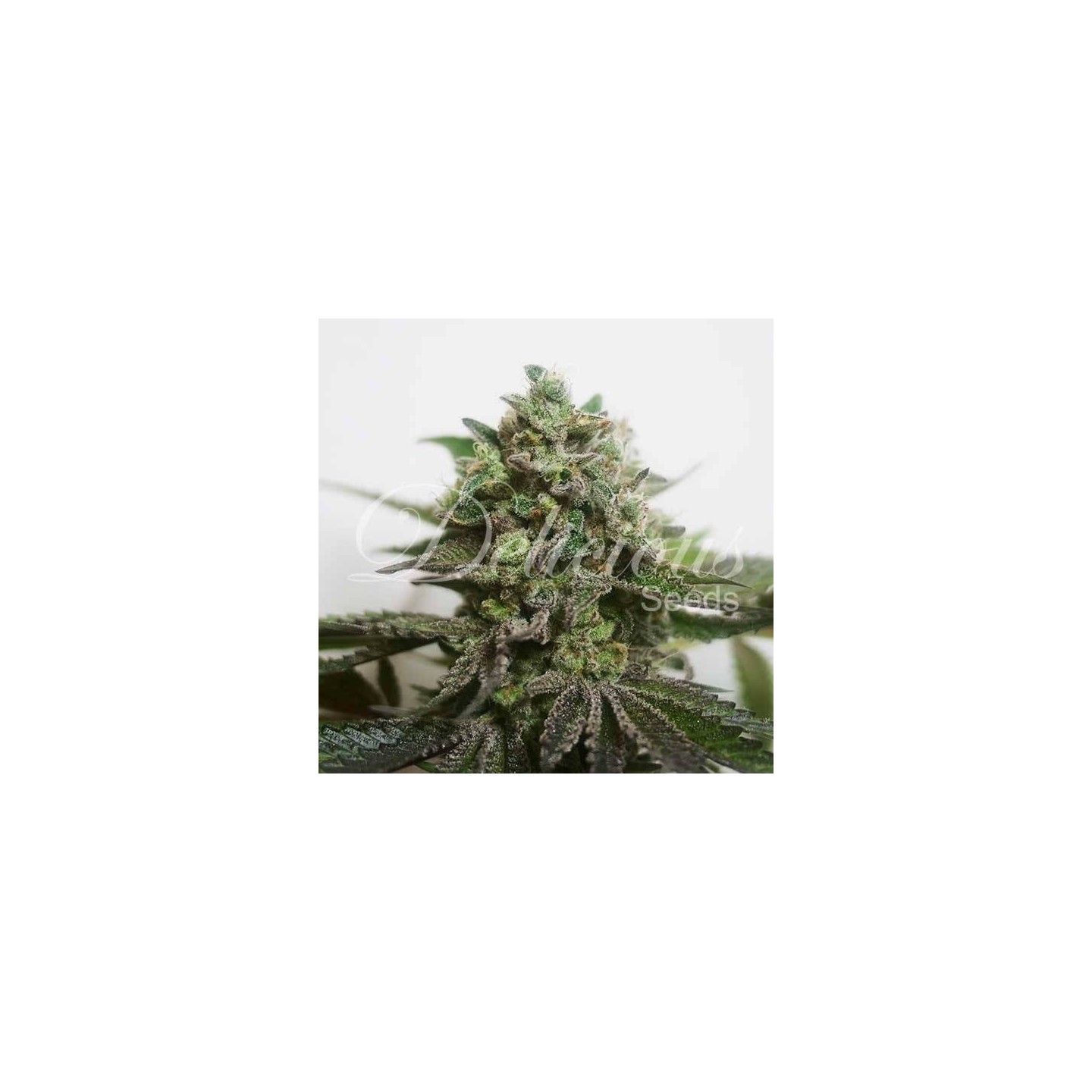 Delimed CBD Plus