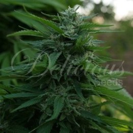 Lord Kush Feminizada