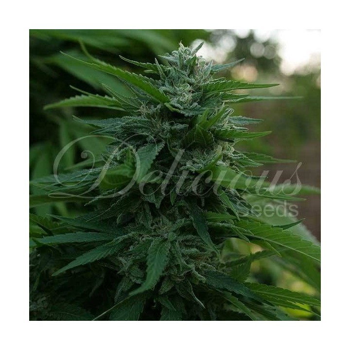 Lord Kush Feminizada