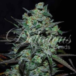 Northern Light Blue THC-FREE