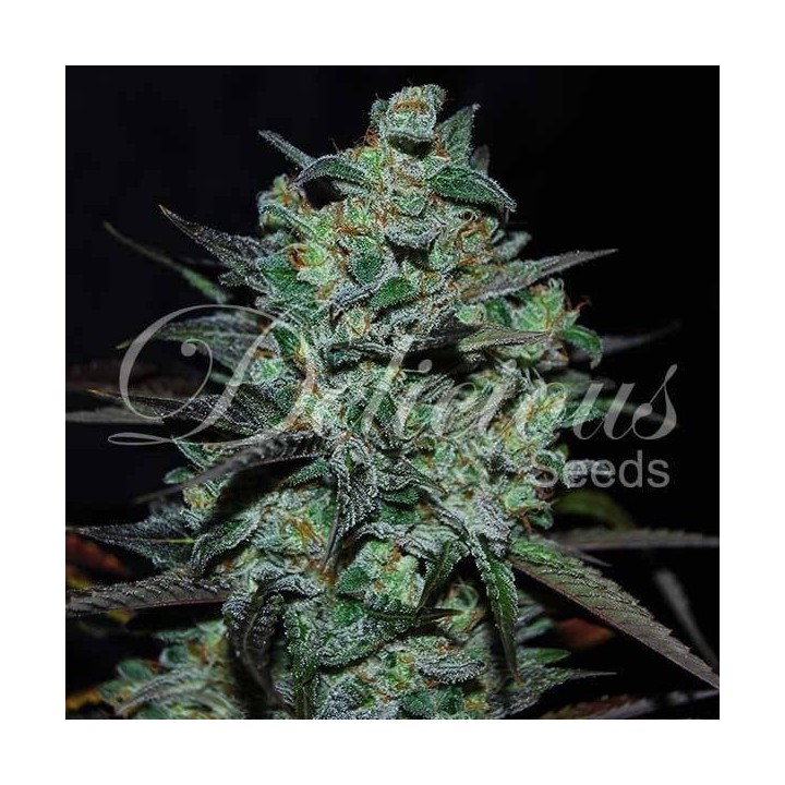 Northern Light Blue THC-FREE