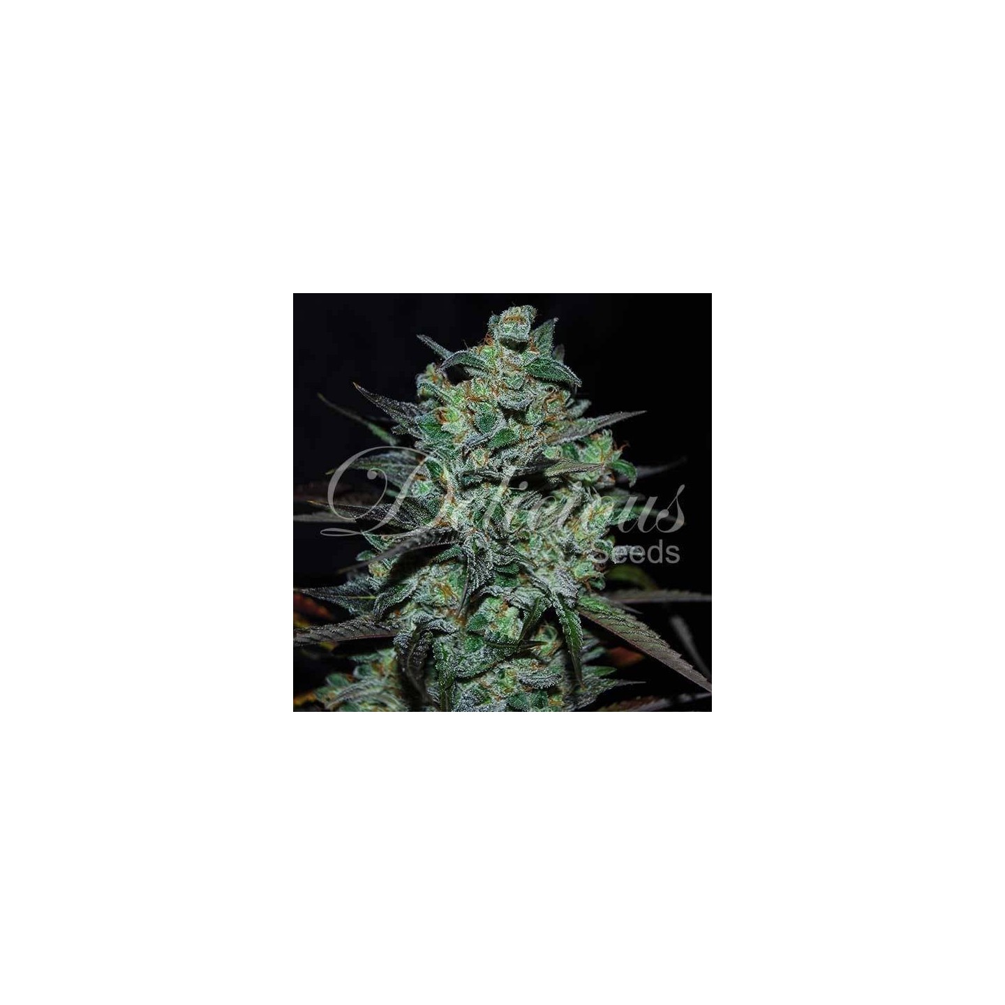 Northern Light Blue THC-FREE