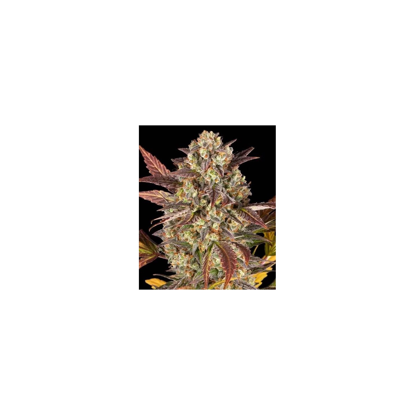 Amnesia Haze Auto