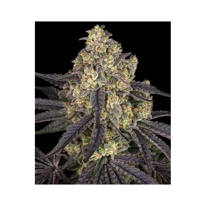 Kush Mintz