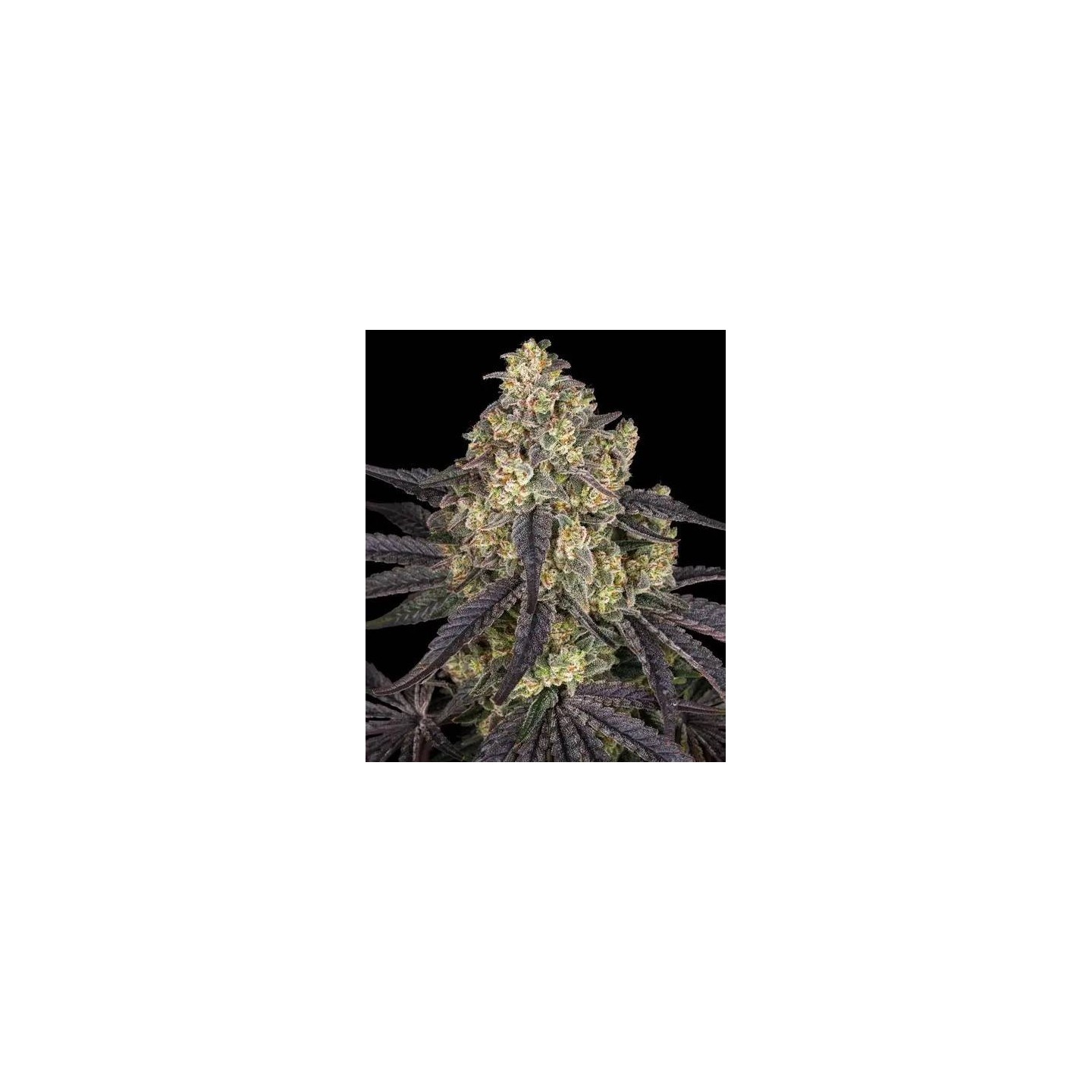 Kush Mintz