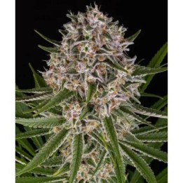 Lemon Haze Auto