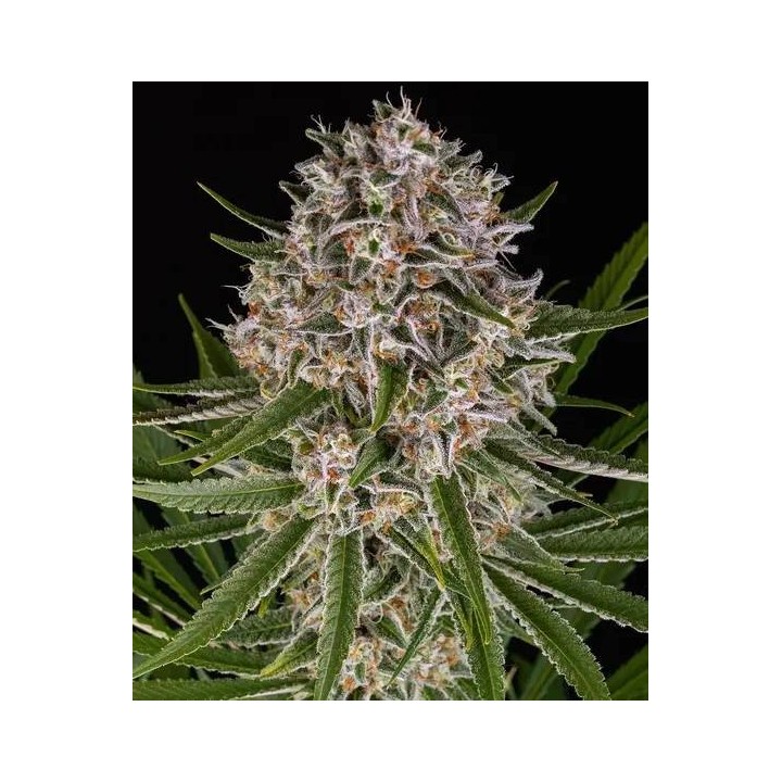 Lemon Haze Auto