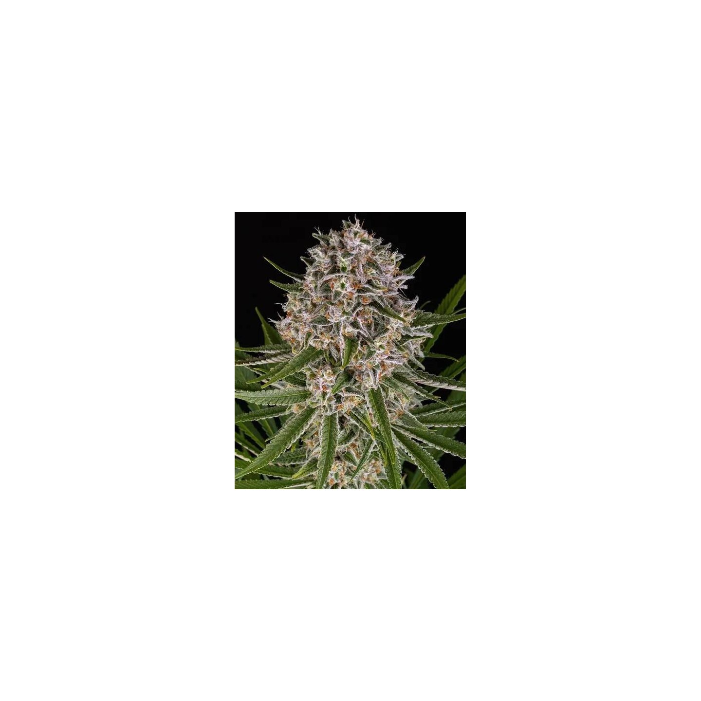 Lemon Haze Auto