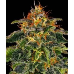 Moby Dick Auto