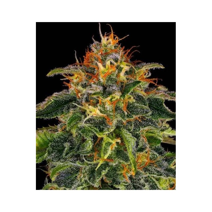 Moby Dick Auto