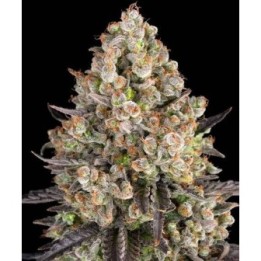 Og Kush