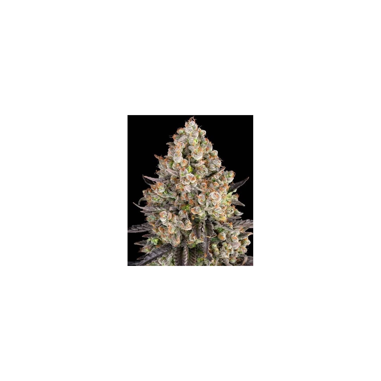 Og Kush