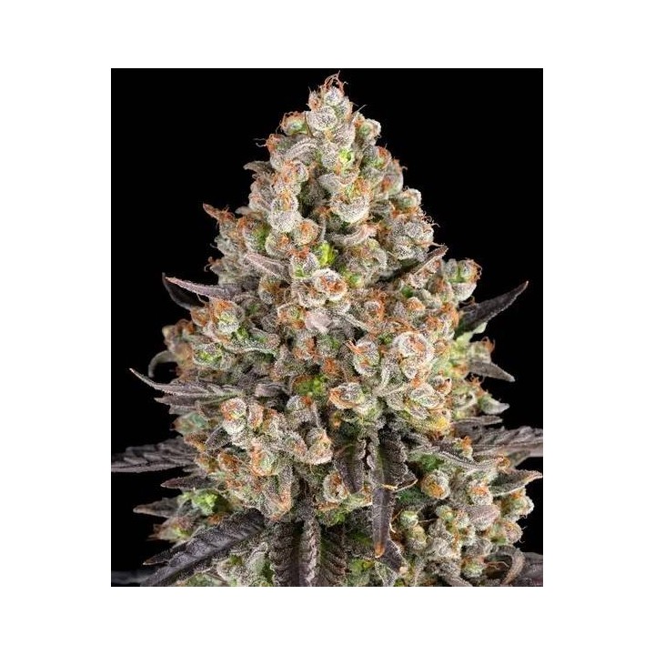 Og Kush Auto