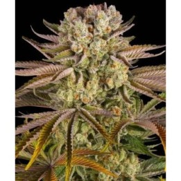 Pineapple Expres Feminizada de Barneys farm
