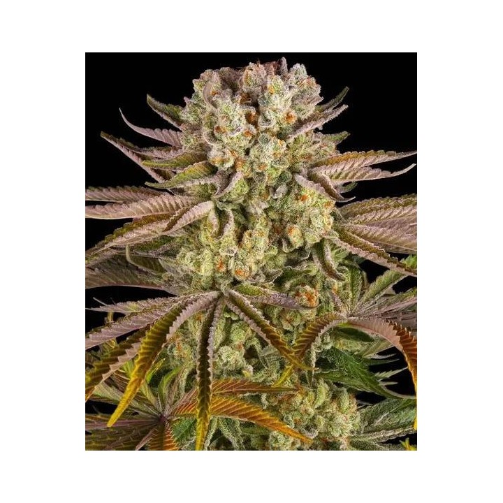 Pineapple Expres Feminizada de Barneys farm