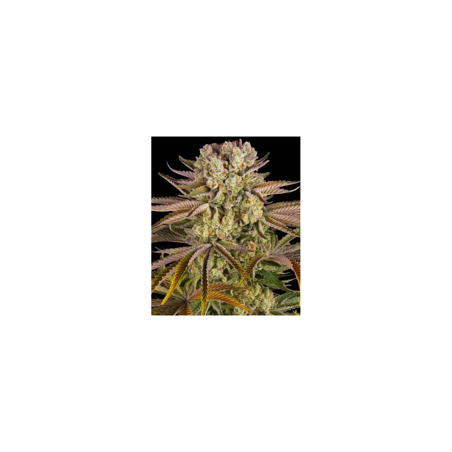 Pineapple Expres Feminizada de Barneys farm