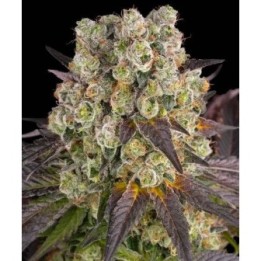 Purple Punch X Lemon Drizzle