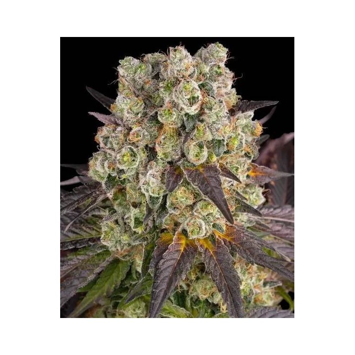 Purple Punch X Lemon Drizzle