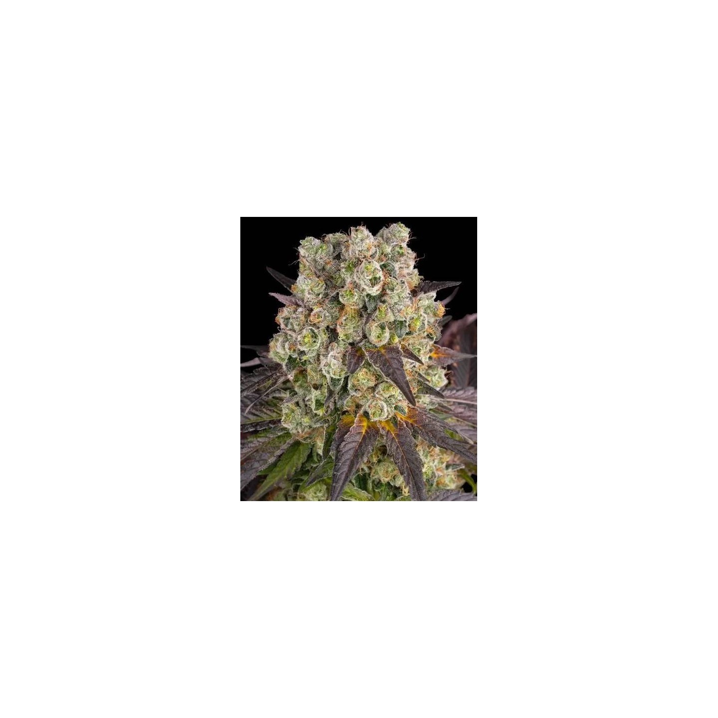 Purple Punch X Lemon Drizzle
