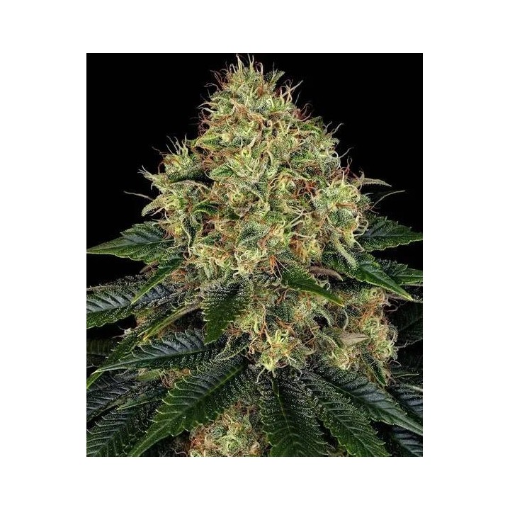Skywalker OG Auto