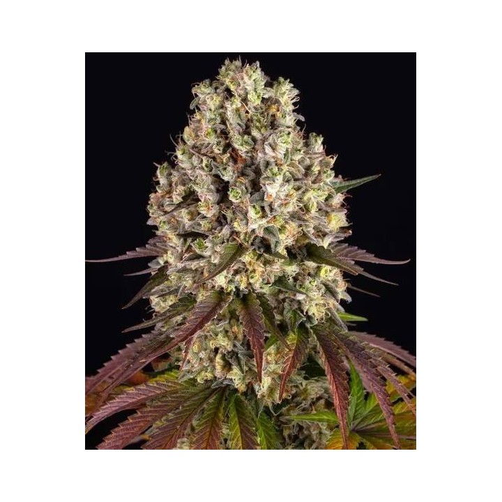 Sour Diesel