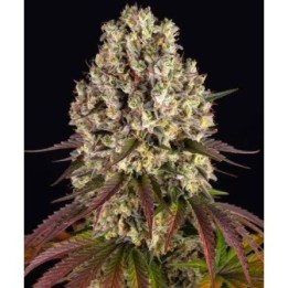 Sour Diesel Auto