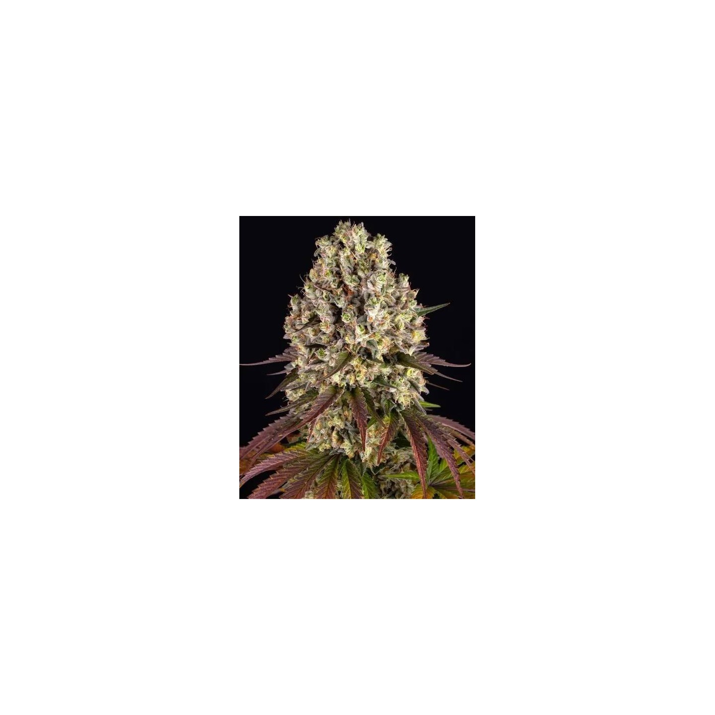 Sour Diesel Auto