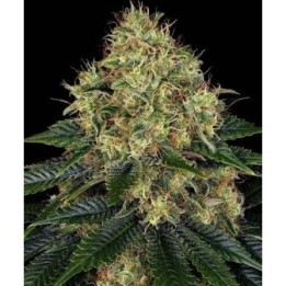 Sour Strawberry