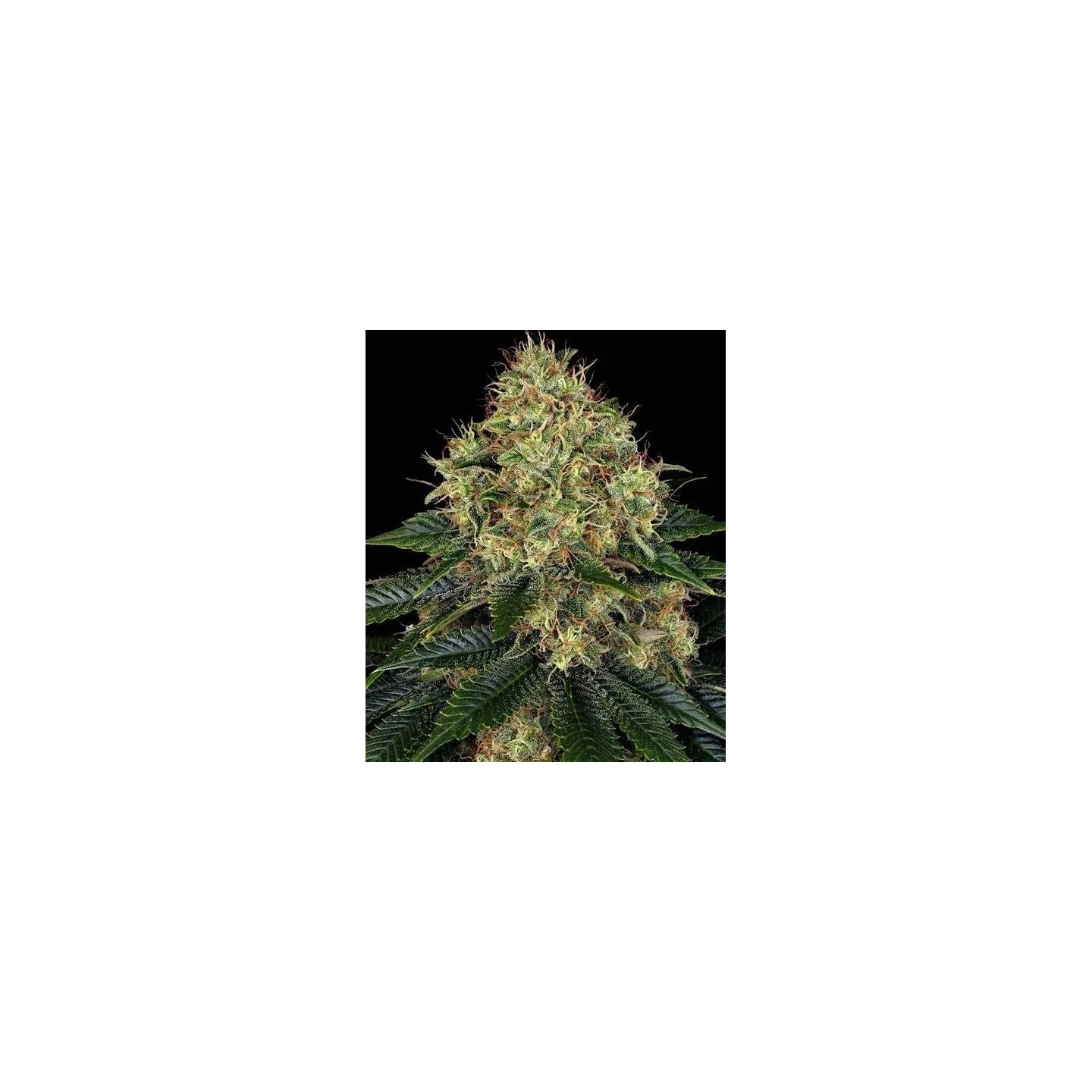 Sour Strawberry