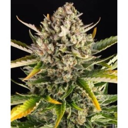 Strawberry Cheesecake Auto