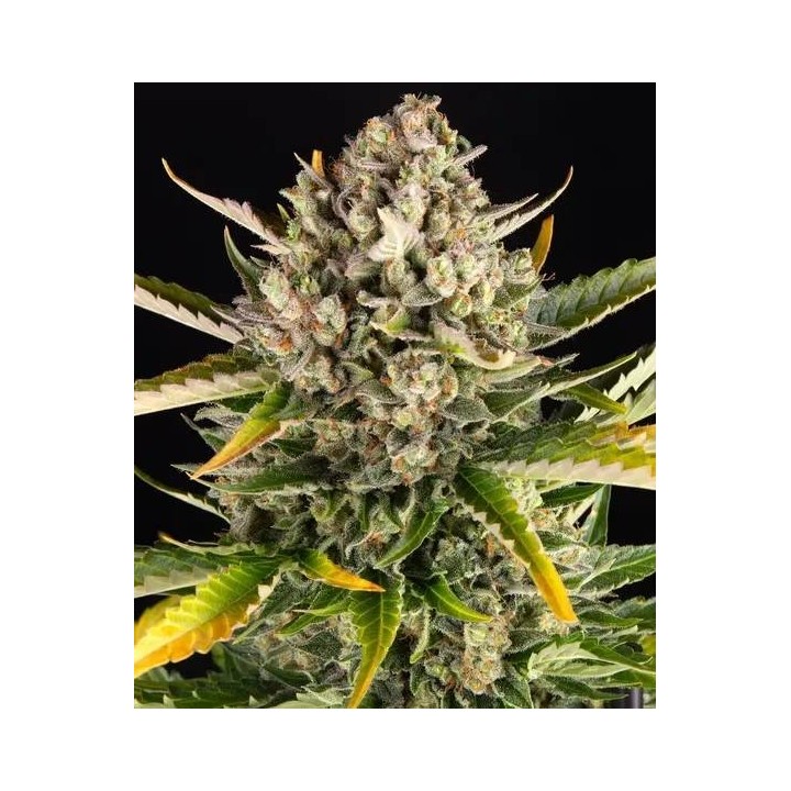 Strawberry Cheesecake Auto