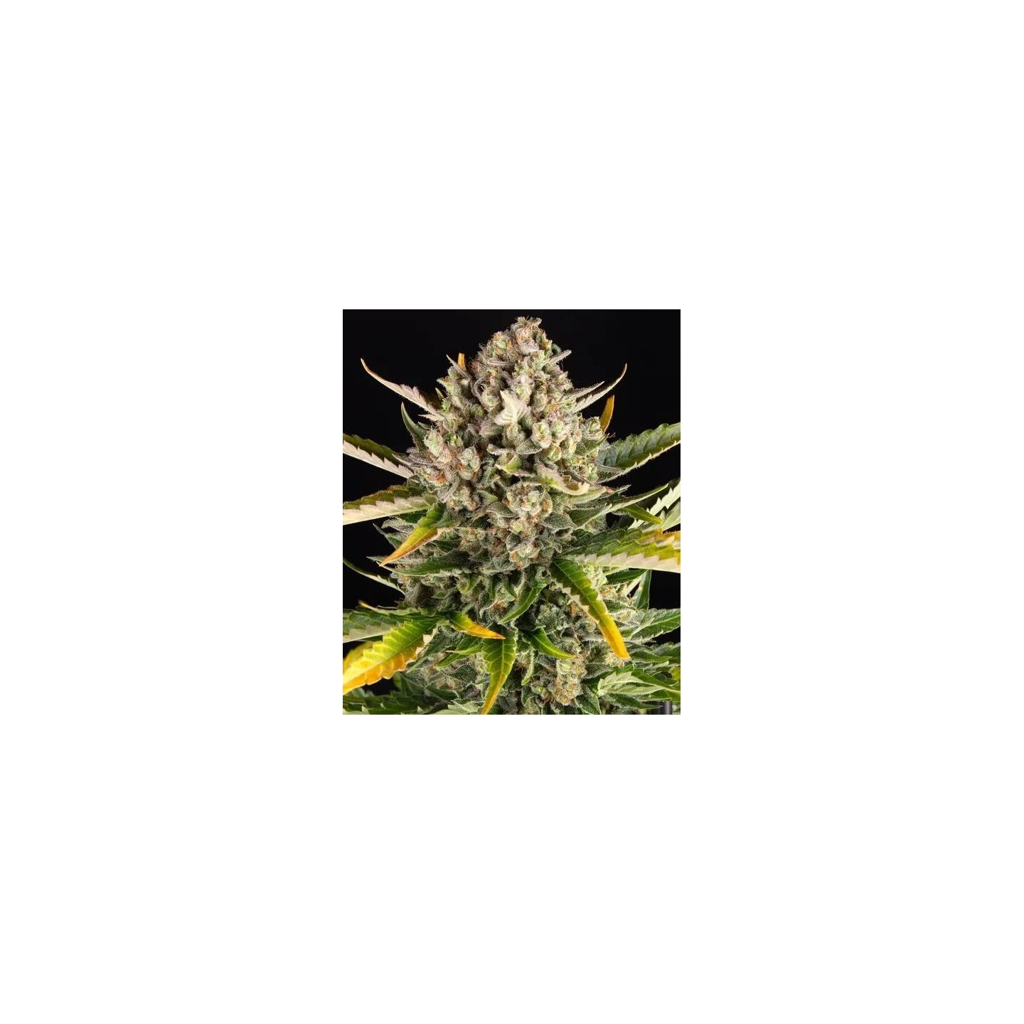 Strawberry Cheesecake Auto