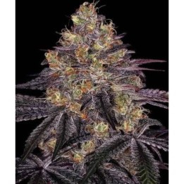 Watermelon Zkittlez