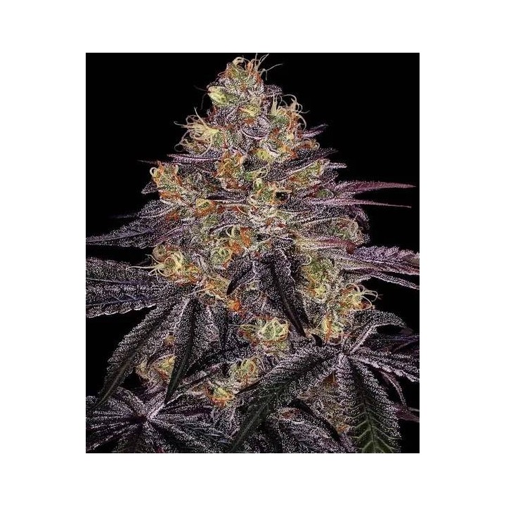 Watermelon Zkittlez