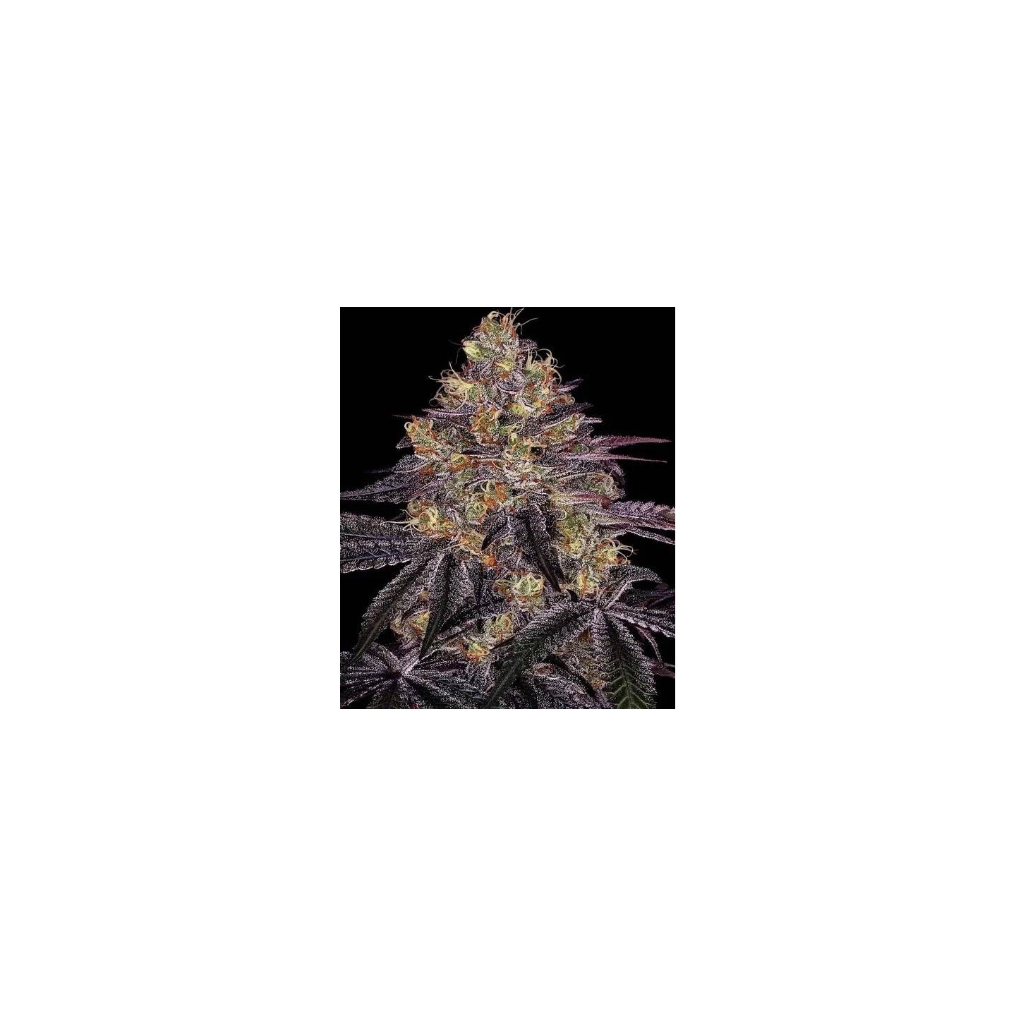 Watermelon Zkittlez