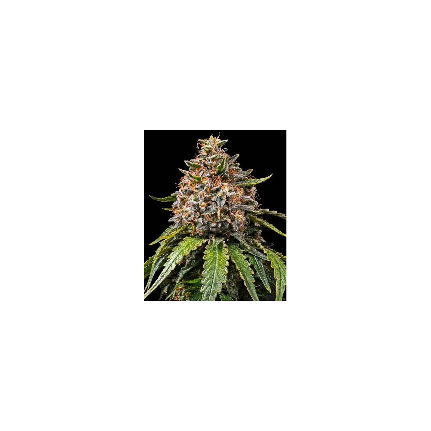 White Widow XXL