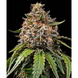 White Widow XXL Auto