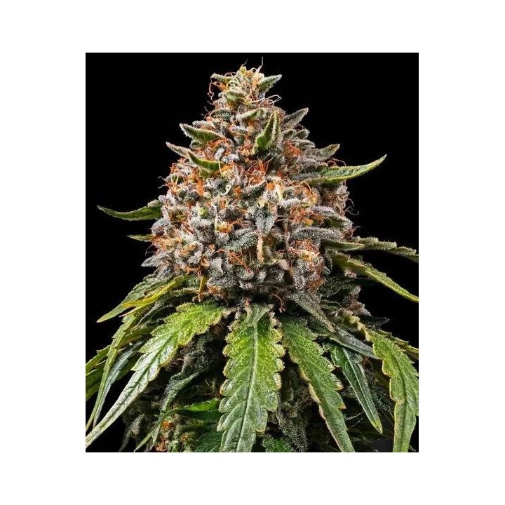 White Widow XXL Auto