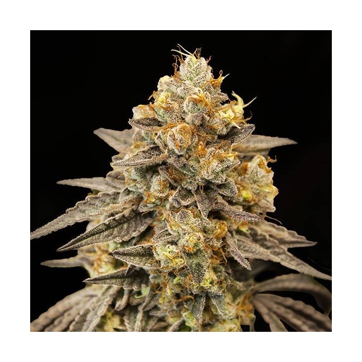 Biscotti Zkittlez