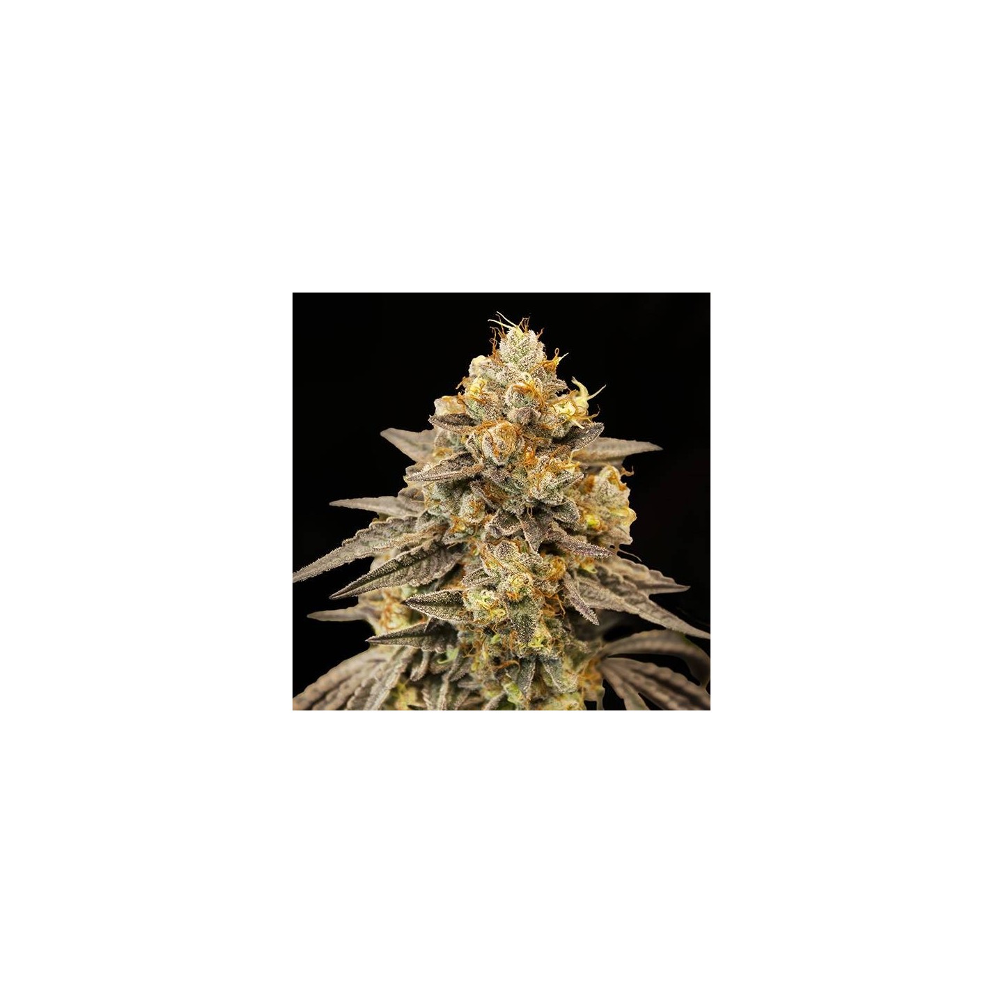 Biscotti Zkittlez