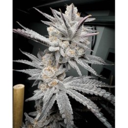 Trich Beast